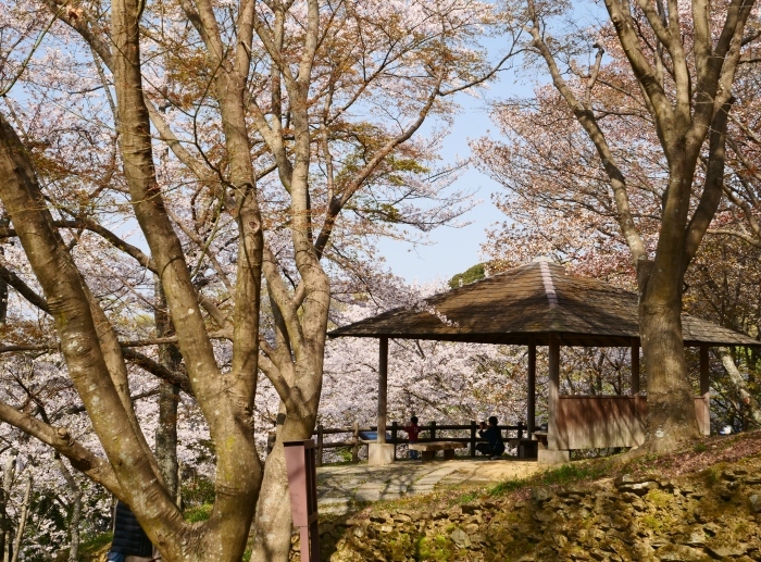 春爛漫の紀伊風土記の丘 ２　　２０１９-０４-１０　００：００ 　　_b0093754_21580720.jpg