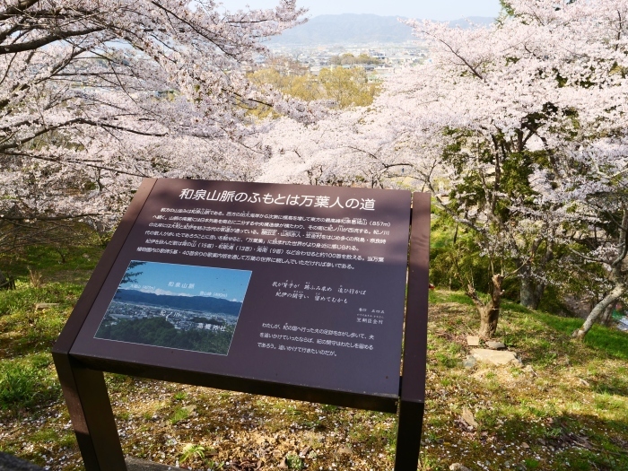 春爛漫の紀伊風土記の丘 ２　　２０１９-０４-１０　００：００ 　　_b0093754_21584007.jpg