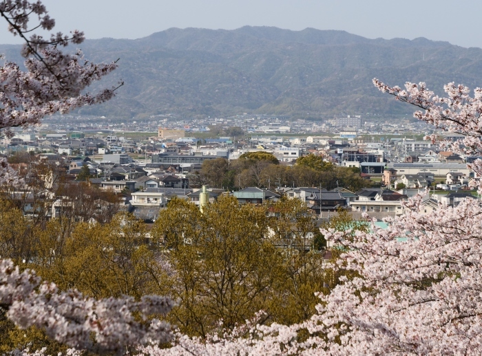 春爛漫の紀伊風土記の丘 ２　　２０１９-０４-１０　００：００ 　　_b0093754_21591783.jpg