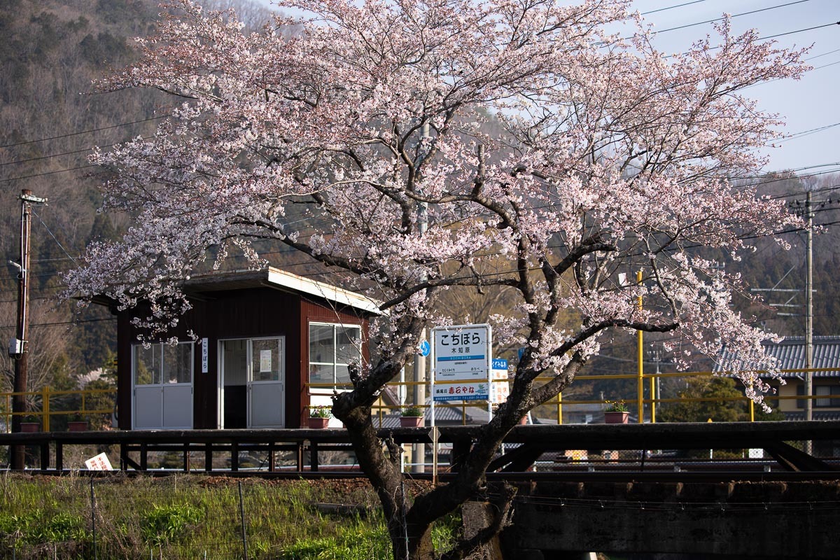 木知原駅の桜 感動模写
