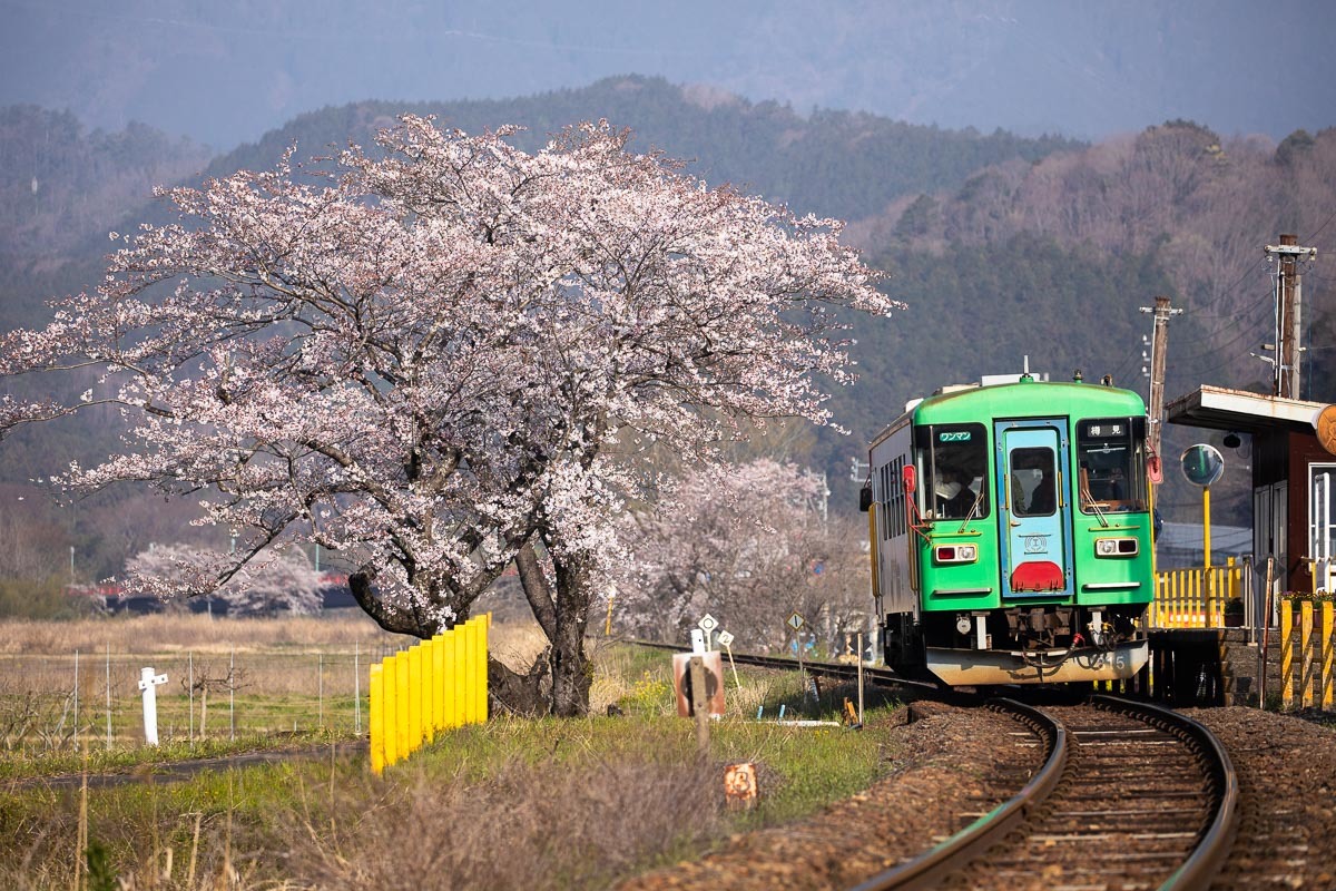 木知原駅の桜 感動模写