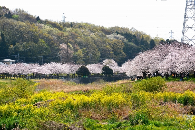 f0185755_20520131.jpg