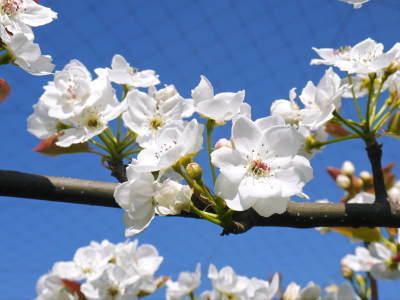熊本梨　本藤果樹園　元気な花が咲咲く様子（2019）と惜しまぬ手間ひまの摘蕾、摘花作業_a0254656_16435392.jpg