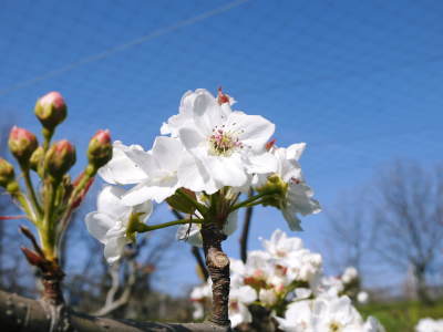 熊本梨　本藤果樹園　元気な花が咲咲く様子（2019）と惜しまぬ手間ひまの摘蕾、摘花作業_a0254656_16465728.jpg