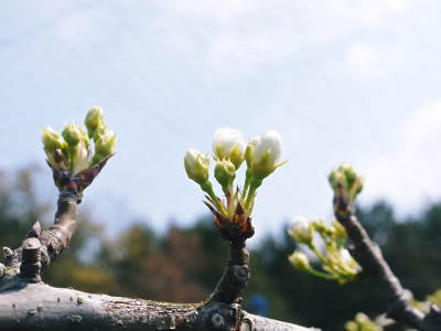 熊本梨　本藤果樹園　元気な花が咲咲く様子（2019）と惜しまぬ手間ひまの摘蕾、摘花作業_a0254656_17242589.jpg