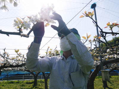 熊本梨　本藤果樹園　元気な花が咲咲く様子（2019）と惜しまぬ手間ひまの摘蕾、摘花作業_a0254656_17522242.jpg