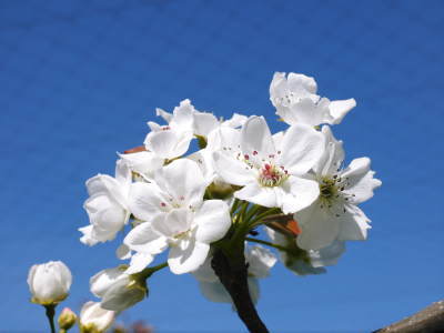 熊本梨　本藤果樹園　元気な花が咲咲く様子（2019）と惜しまぬ手間ひまの摘蕾、摘花作業_a0254656_17544575.jpg