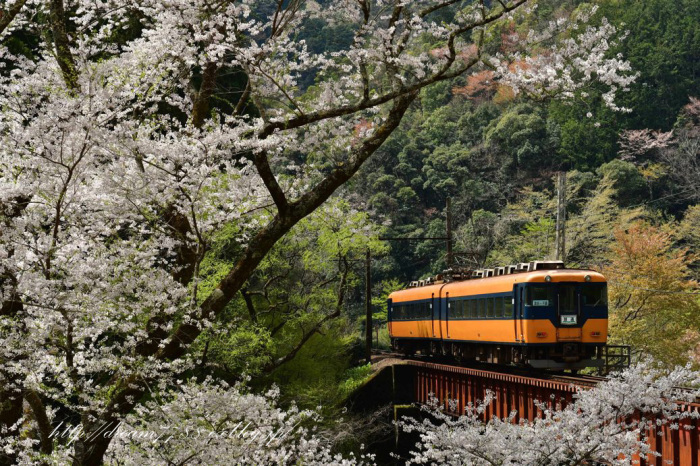 大井川鉄道の桜 ｈｉｒｏのフォトアルバム