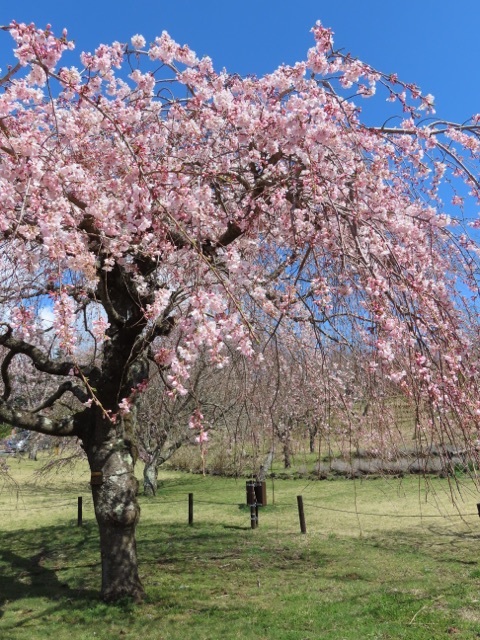 さくらの里の桜、松川湖の桜_d0156557_17262523.jpeg