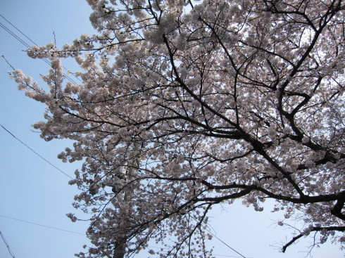 2019年４月７日　桜実況中継_c0078659_16574862.jpg