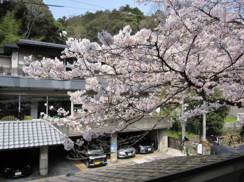 2019年４月７日　桜実況中継_c0078659_16594734.jpg