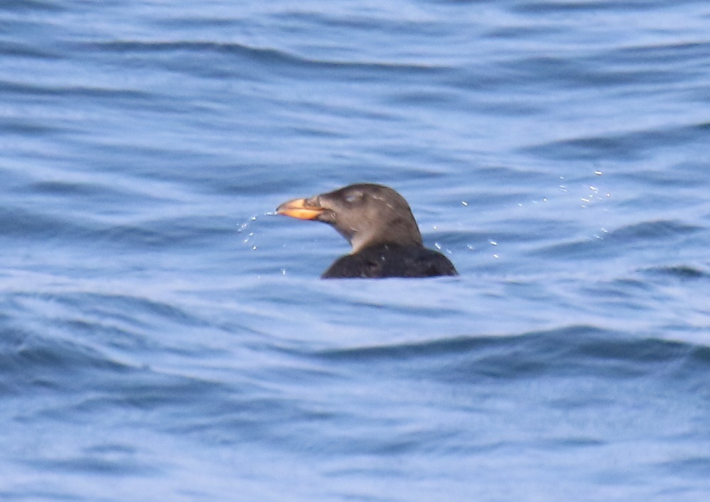 船上からの海鳥観察ー①_c0114159_14405463.jpg