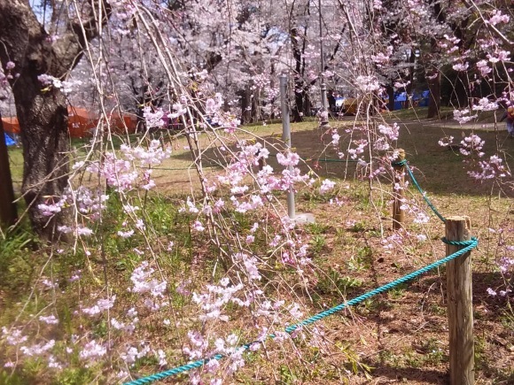 平成最後の桜_d0116059_10010992.jpg