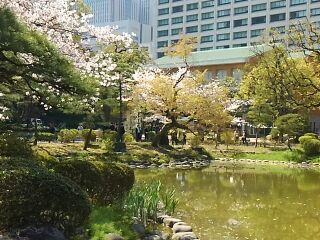 桜@日比谷公園_c0089261_10482910.jpg