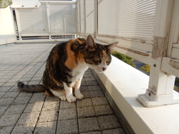 ’19,4,7(日)カレッタ汐留と46階からの景色!_f0060461_08462576.jpg