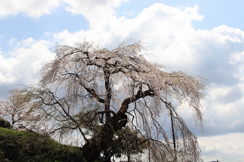 山口県内の１本桜_e0410863_21262898.jpg