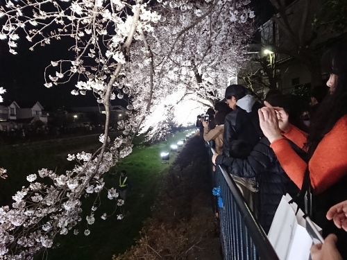 野川に桜のライトアップを見に行ってきた!_c0100865_11091664.jpg