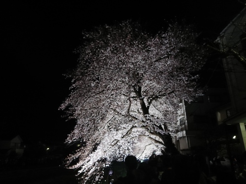 野川に桜のライトアップを見に行ってきた!_c0100865_11104216.jpg