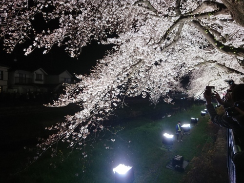 野川に桜のライトアップを見に行ってきた!_c0100865_11110871.jpg