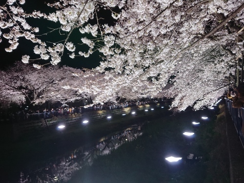 野川に桜のライトアップを見に行ってきた!_c0100865_11135483.jpg