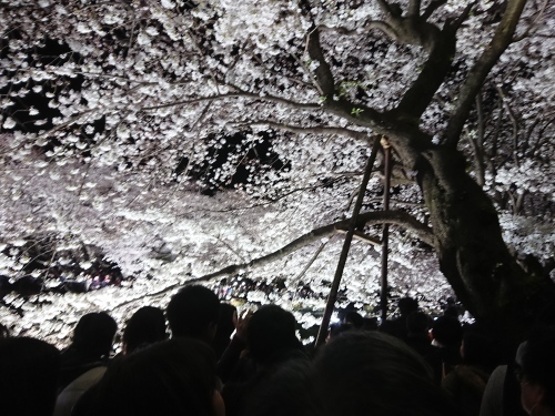 野川に桜のライトアップを見に行ってきた!_c0100865_11160144.jpg