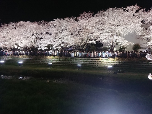 野川に桜のライトアップを見に行ってきた!_c0100865_11161554.jpg