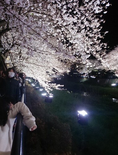 野川に桜のライトアップを見に行ってきた!_c0100865_11165584.jpg