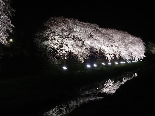 野川に桜のライトアップを見に行ってきた!_c0100865_11204577.jpg