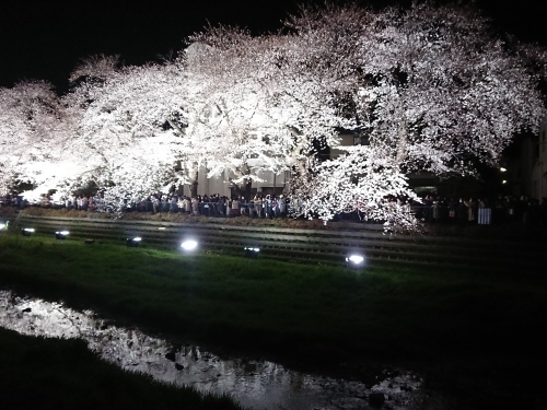 野川に桜のライトアップを見に行ってきた!_c0100865_11210889.jpg