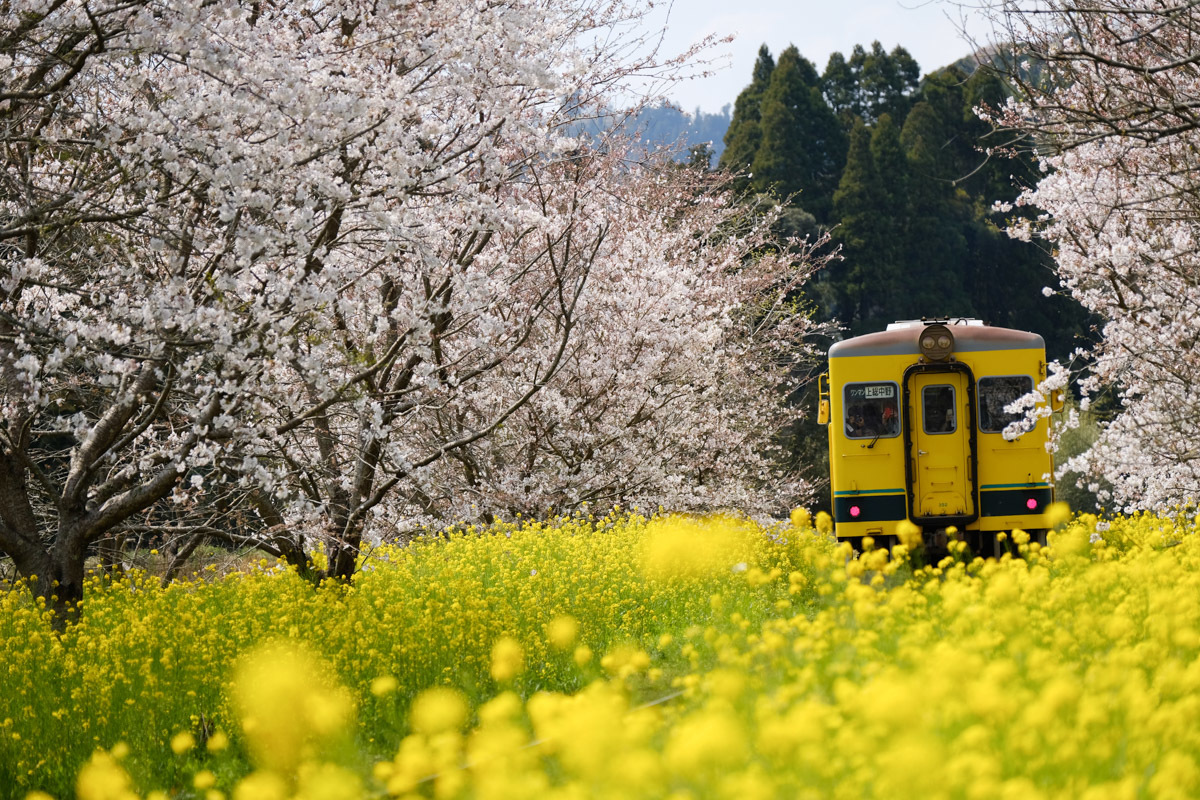 いすみ鉄道、春爛漫～Ⅱ_c0084666_09552069.jpg