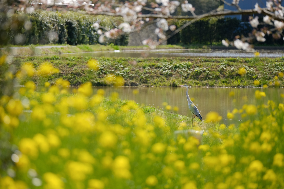 いすみ鉄道、春爛漫～Ⅱ_c0084666_09552071.jpg