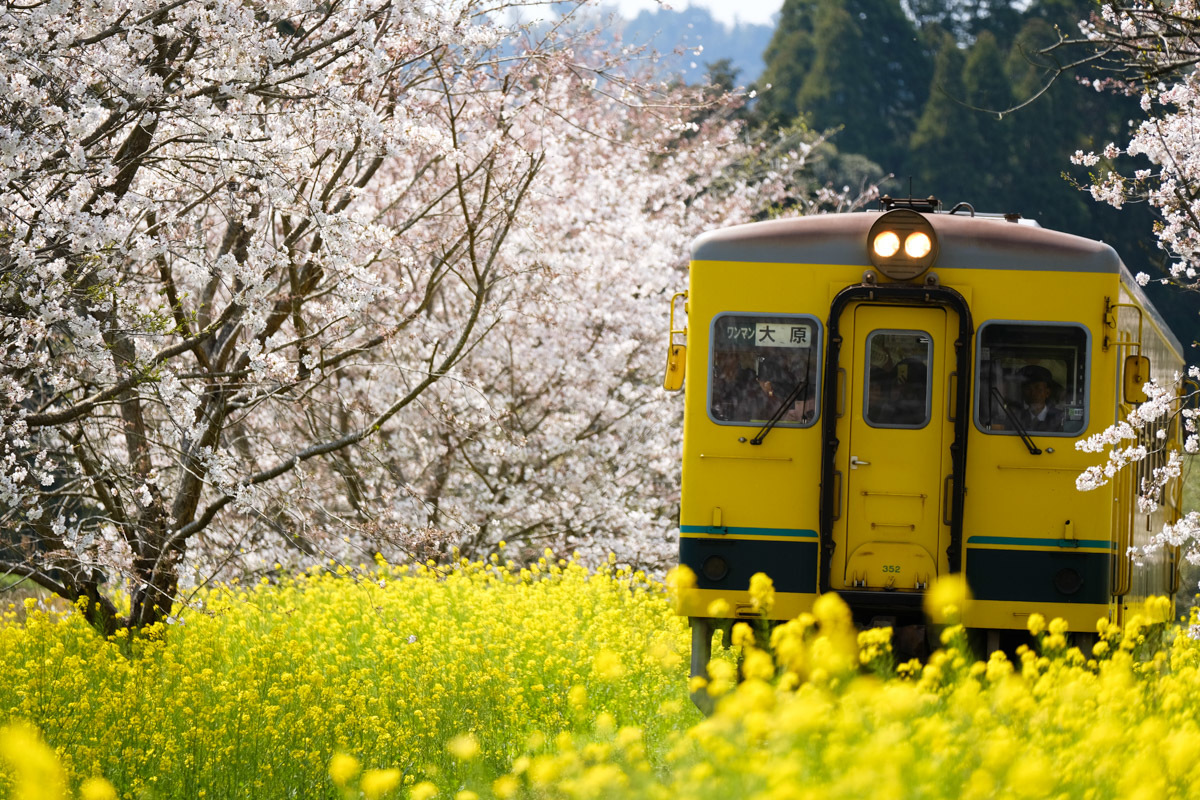 いすみ鉄道、春爛漫～Ⅱ_c0084666_09552158.jpg