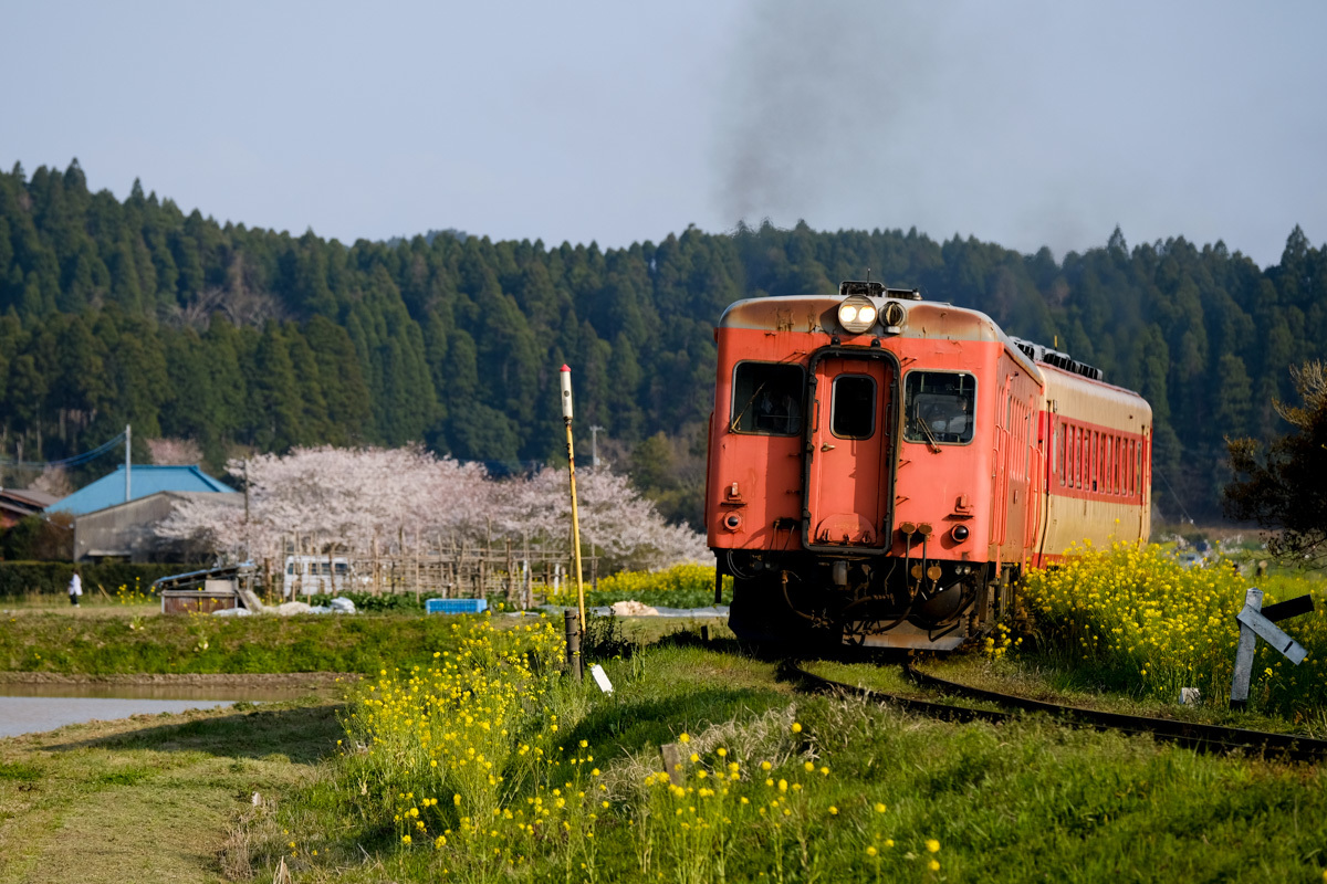 いすみ鉄道、春爛漫～Ⅳ_c0084666_11193768.jpg