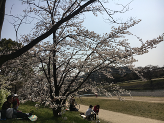 花見日和 賀茂川_f0363168_05303427.png