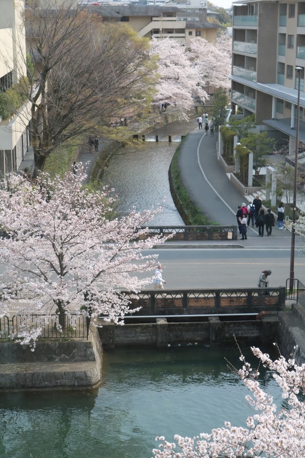 京都、桜満開_a0219573_20141432.jpg