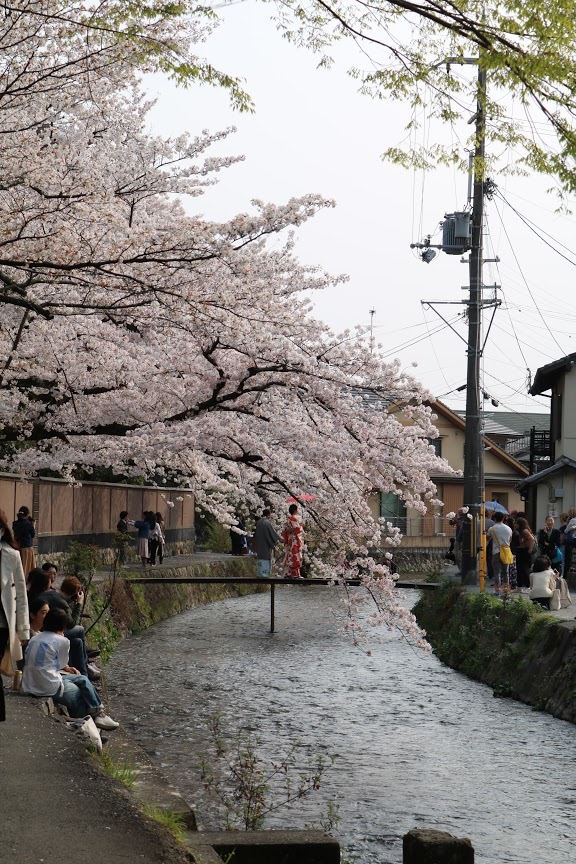 京都、桜満開_a0219573_20142285.jpg