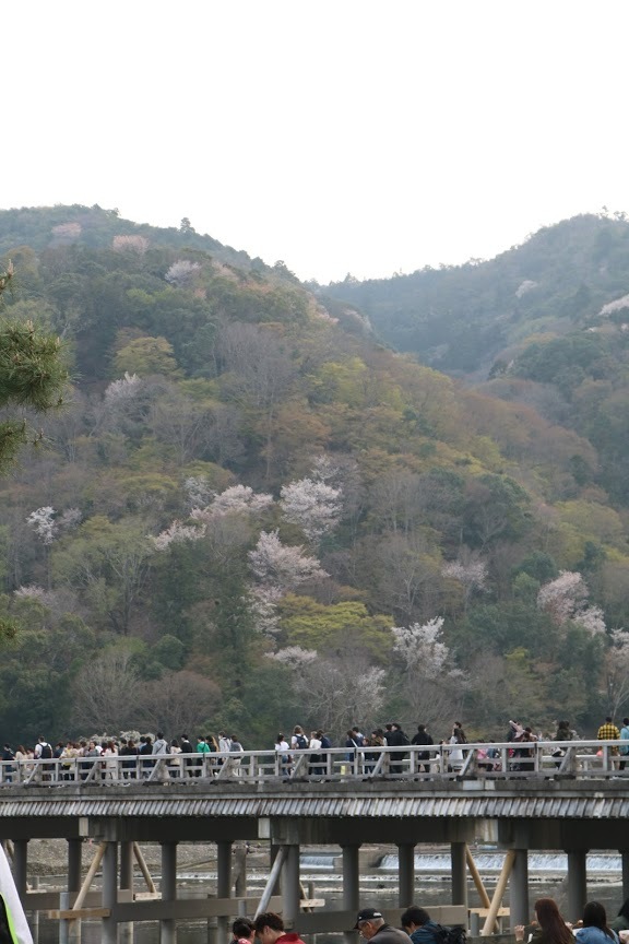 京都、桜満開_a0219573_20143099.jpg