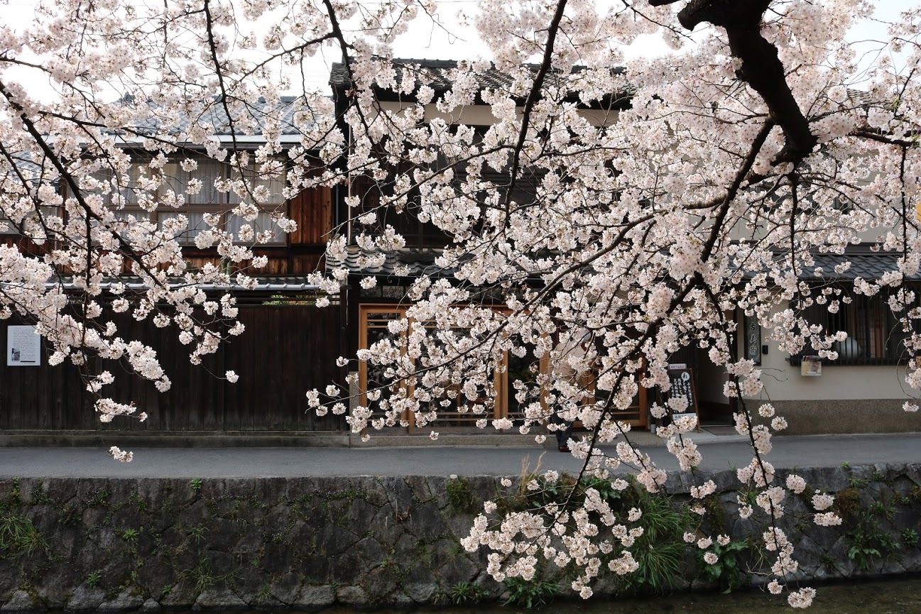 京都、桜満開_a0219573_20143504.jpg