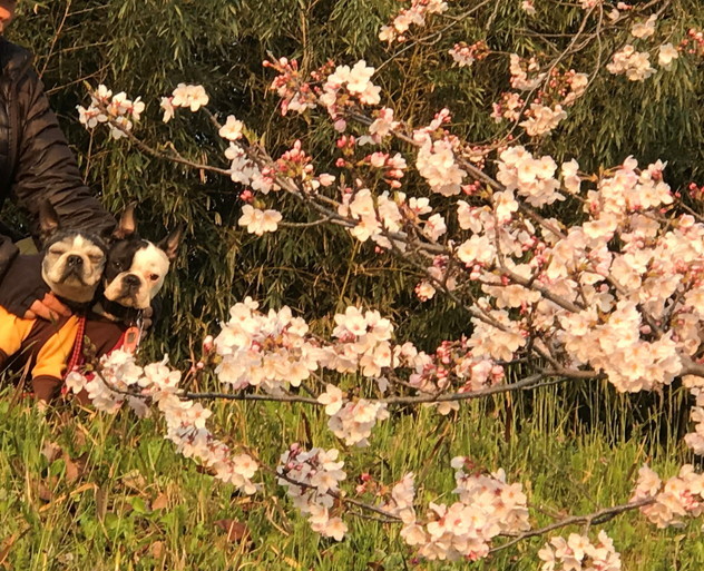 紫雲出山の桜_b0184877_15304557.jpg