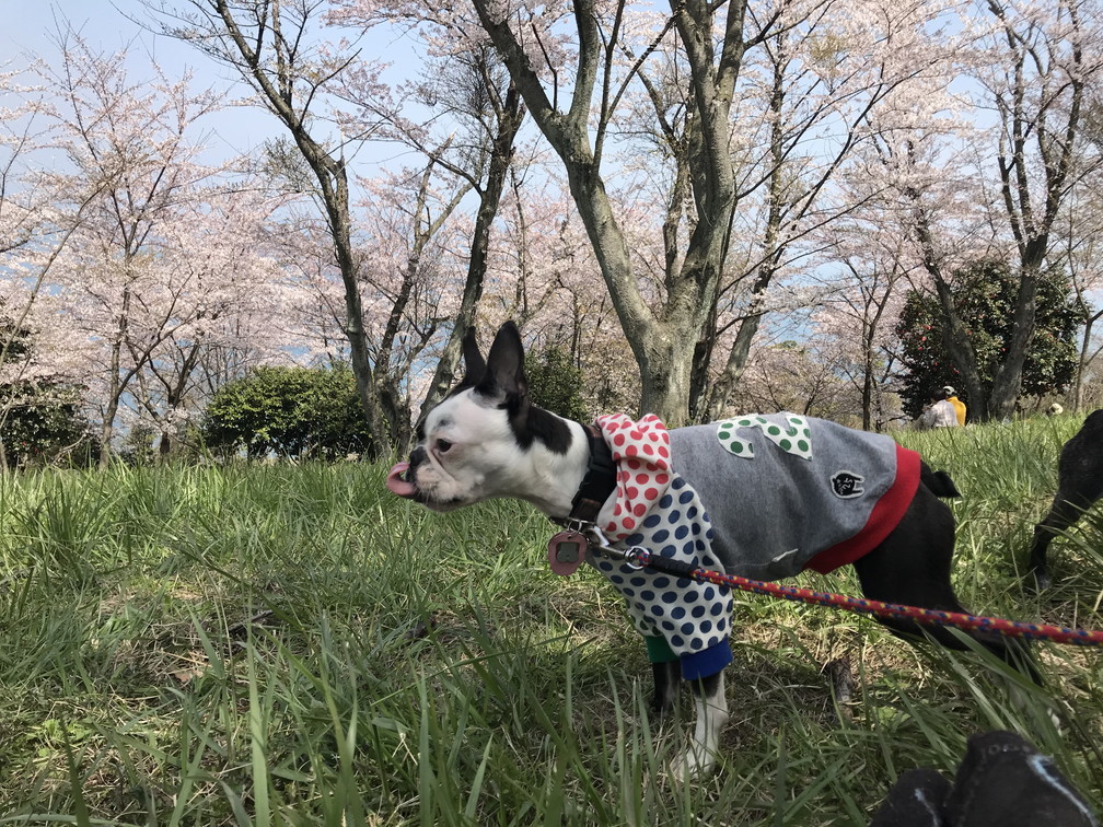 紫雲出山の桜_b0184877_16300097.jpg