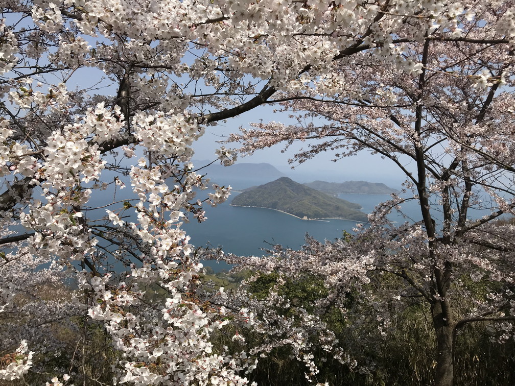 紫雲出山の桜_b0184877_18501302.jpg