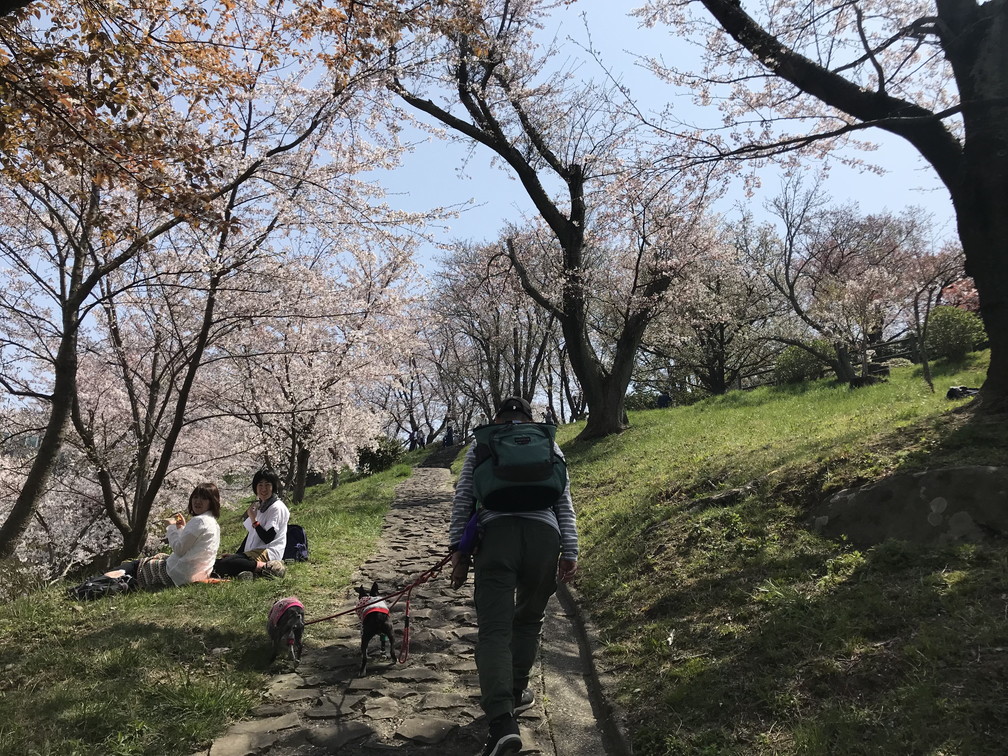 紫雲出山の桜_b0184877_18501394.jpg