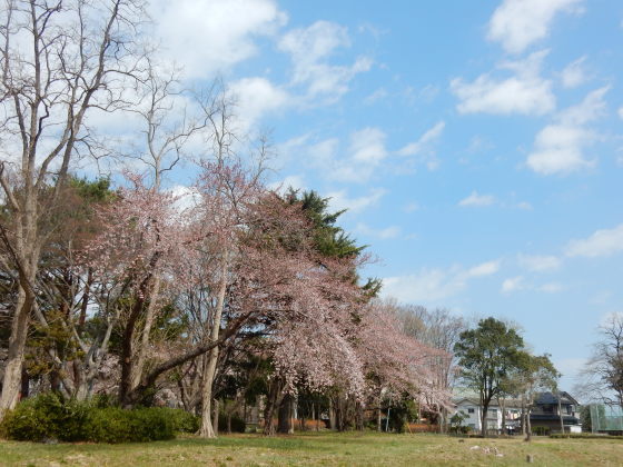 勝手に桜ツアー ご近所編_e0355177_13422371.jpg