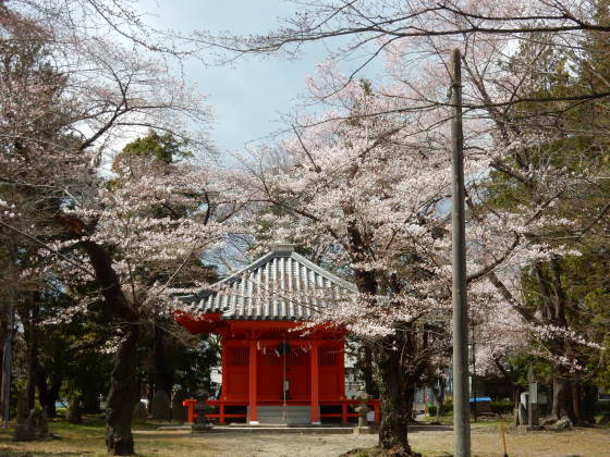 勝手に桜ツアー ご近所編_e0355177_13452010.jpg
