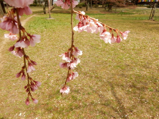 勝手に桜ツアー ご近所編_e0355177_13453668.jpg