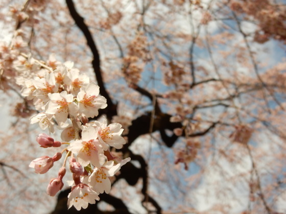 勝手に桜ツアー ご近所編_e0355177_13455433.jpg