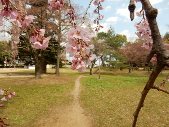 勝手に桜ツアー ご近所編_e0355177_13462684.jpg