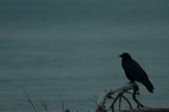 闇夜のカラス ブナの写真日記 闇夜のカラス ブナの写真日記
