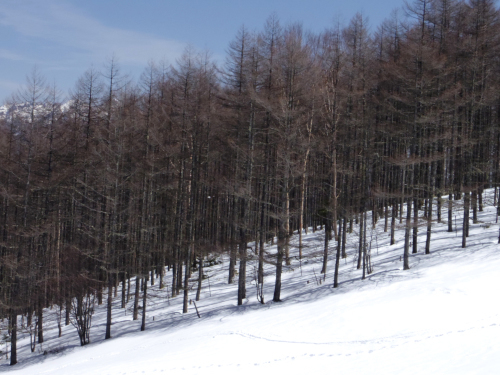 雪の入笠山頂（4/5）_c0051781_22114654.jpg