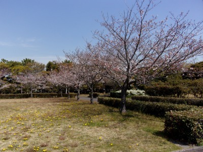 富浜緑地・中川口緑地 お花見シーズン_d0338682_15345029.jpg